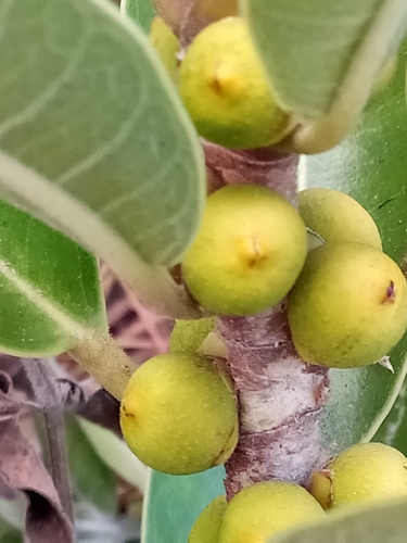 Ficus menabeensis
