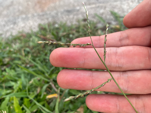 Urochloa glumaris observed 2025-07-16