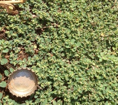 Euphorbia serpens
