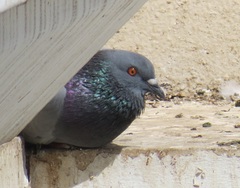 Columba livia domestica
