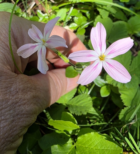 northern phlox (Phlox adsurgens)