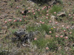 Trifolium macrocephalum