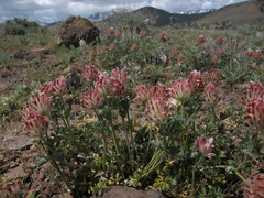 Trifolium macrocephalum