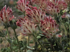 Trifolium macrocephalum