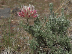 Trifolium macrocephalum