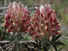 Trifolium macrocephalum