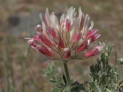 Trifolium macrocephalum