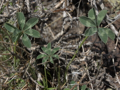 Trifolium macrocephalum