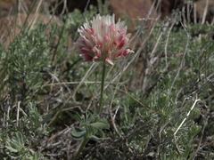 Trifolium macrocephalum