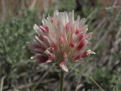 Trifolium macrocephalum
