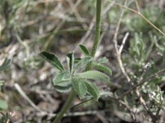 Trifolium macrocephalum