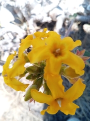 Pachypodium densiflorum