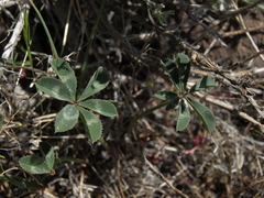 Trifolium macrocephalum