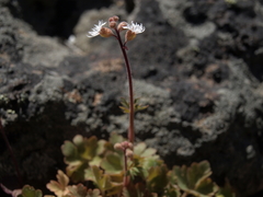 Lithophragma tenellum