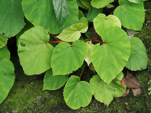 Begonia grandis