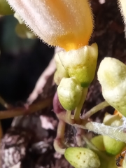 Colea floribunda