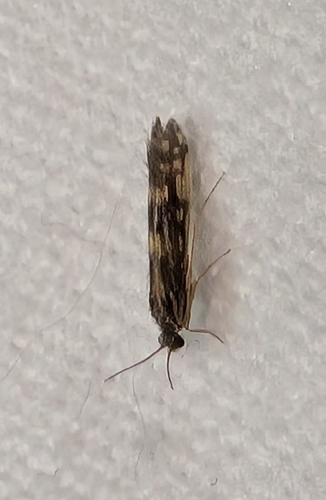 Salt and Pepper Microcaddisfly photo 5