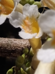 Colea floribunda