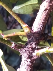 Colea floribunda