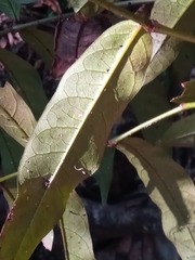 Colea floribunda