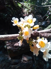 Colea floribunda