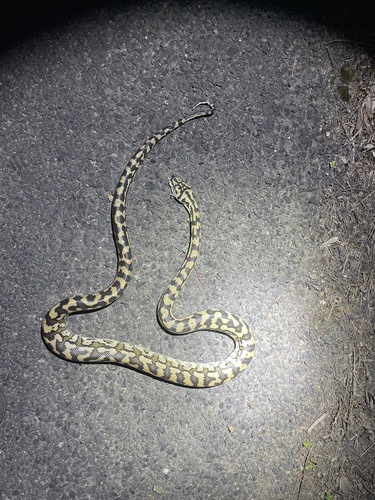 Jungle Carpet Python sighting