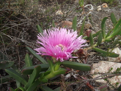 Carpobrotus deliciosus
