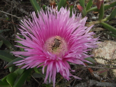 Carpobrotus deliciosus