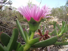 Carpobrotus deliciosus