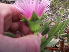 Carpobrotus deliciosus