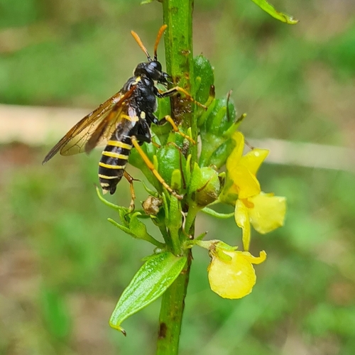 Tenthredo propinqua