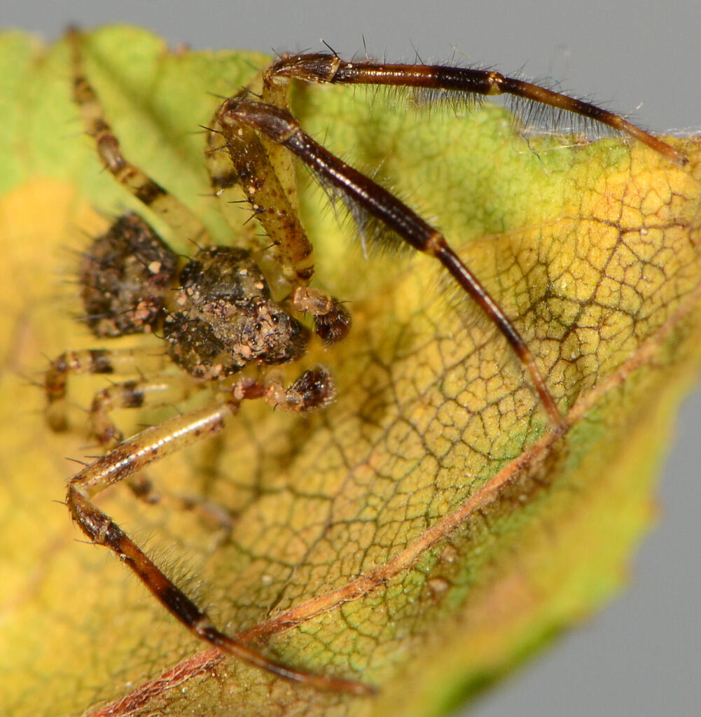 Heriaeus crassispinus