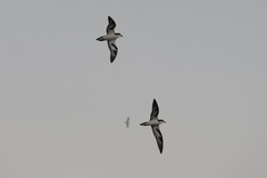 Bonin Petrel photo 2