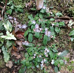 Staurogyne concinnula