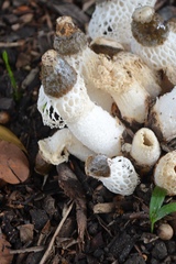 Phallus atrovolvatus