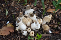 Phallus atrovolvatus