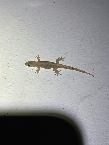 Lepidodactylus lugubris observed 2024-12-21