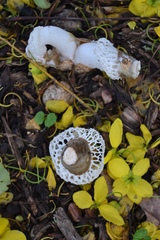 Phallus atrovolvatus