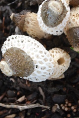 Phallus atrovolvatus