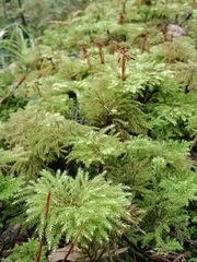 Sciadocladus menziesii