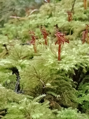 Sciadocladus menziesii