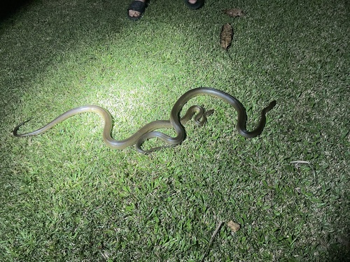 Water Python sighting