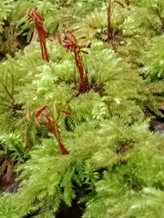 Sciadocladus menziesii