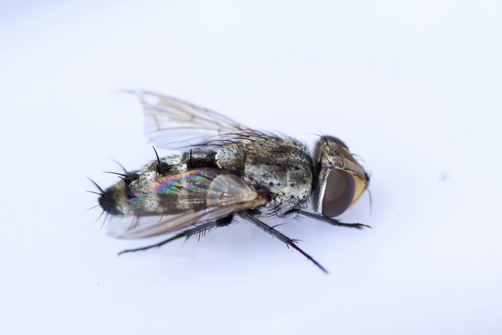 Phrosinella aurifacies