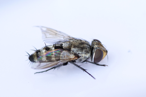 Phrosinella aurifacies