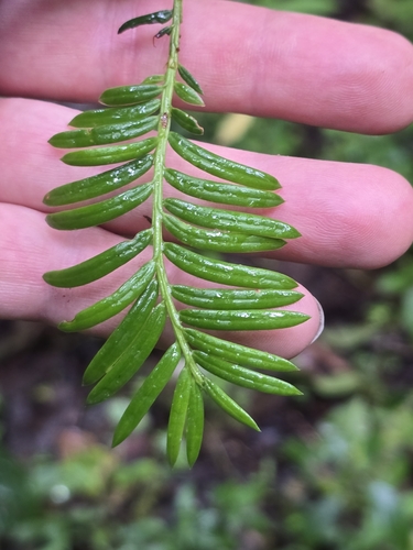 Pectinopitys standleyi (Pectinopitys standleyi)