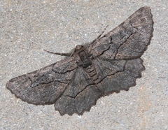 Nychiodes dalmatina