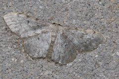 Idaea camparia