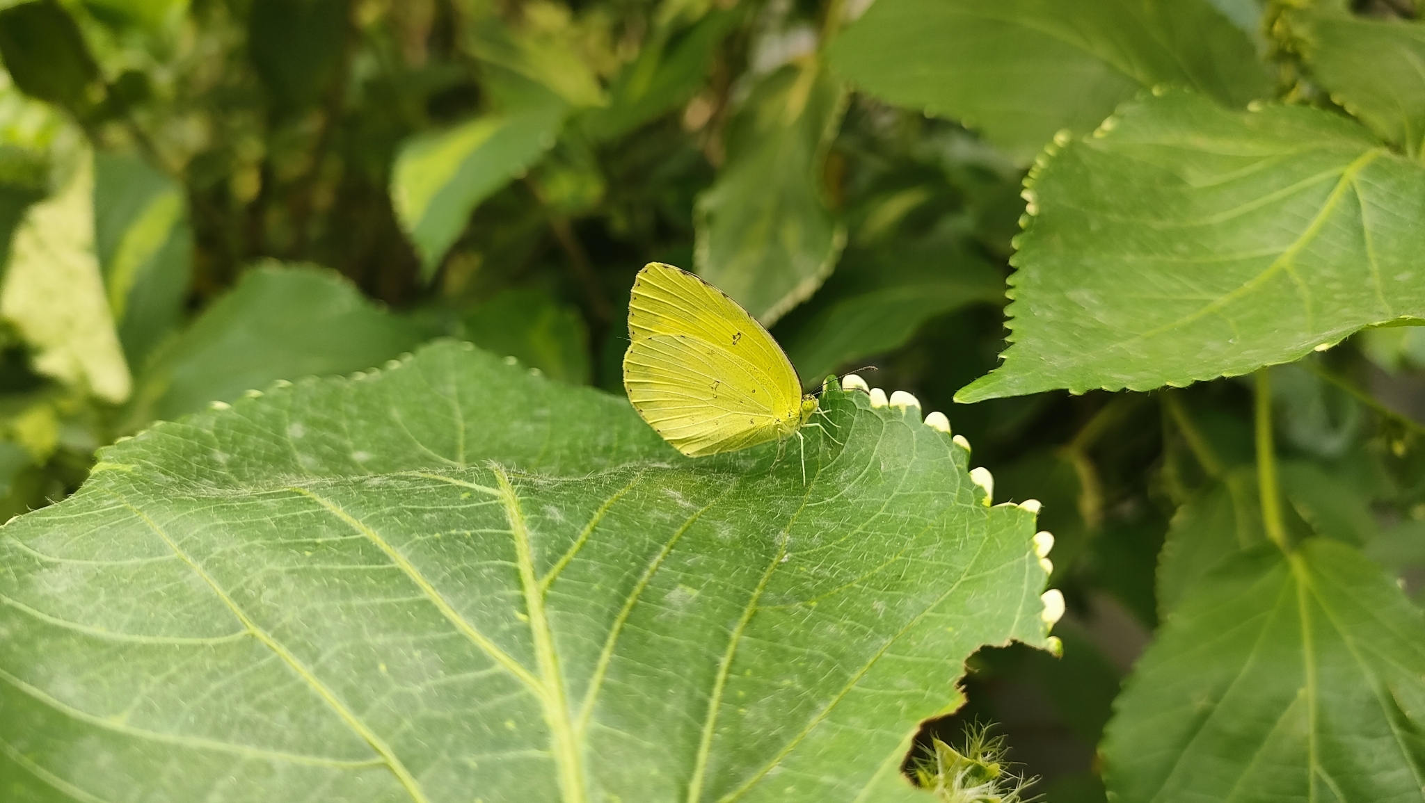 Common Grass Yellow