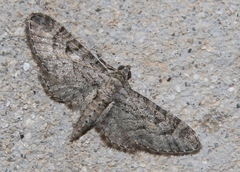 Eupithecia gemellata